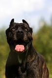 CANE CORSO 899